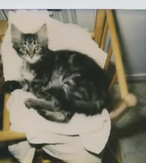 Maine Coon Bootes